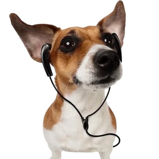 jack russell, jack dog, russell terrier, cachorro jack russell