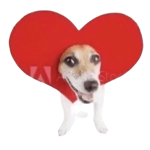 anjing itu lucu, anjing yang cantik, anjing kecil, picchi jangan tinggalkan aku, valentines oleh serial serial