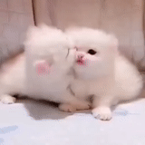 katze, katzen, das kätzchen ist weiß, persische katze, weißes persisches kätzchen