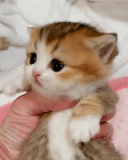 cat, cute cats, the kitten is red, charming kittens, very small kittens