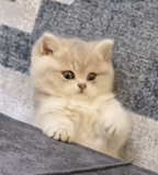 gatti, un gatto, chinchilla britannico, british golden chinchilla, british chinchilla kobi visloukhaya