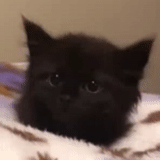 cat, a cat, smol cat, black kitten, little black fluffy kittens