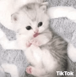 les chatons sont mignons, charmant phoque, chatons, chaton très mignon, chaton très mignon pleurant