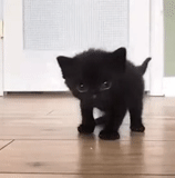 lupova, a cat, black cat, the kitten is black, black kitten damn