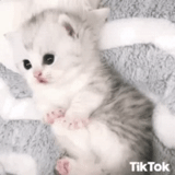 cute kittens, cute cats, very nice kittens, charming kittens, very cute kittens to tears