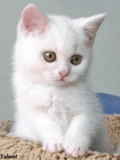 white cat, white kittens, the cat is white, a white kitten, white kittens of the breed