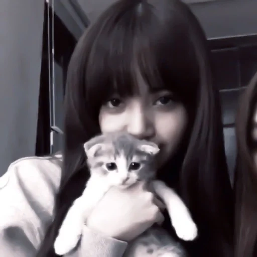 black pink, blackpink lisa, blackpink lisa leo, fox leo blackpink, cats lalisa manoban leo