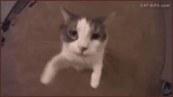 kucing, kucing, kucing, kucing itu lucu, kucing itu mencium kamera