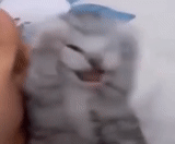 gato, cat mema, modelo de gatito, gato gritando, gato agarrando la cabeza