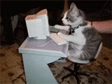 animales divertidos, gato detrás de la computadora, gato detrás de la computadora, gato frente a la computadora, gatito detrás de la computadora