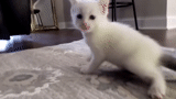 gatto, gatto, le foche, gatto che chiama, gattino bianco