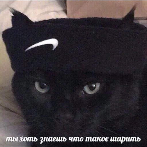 кот, кошки смешные, black cat, кот персей, прикол