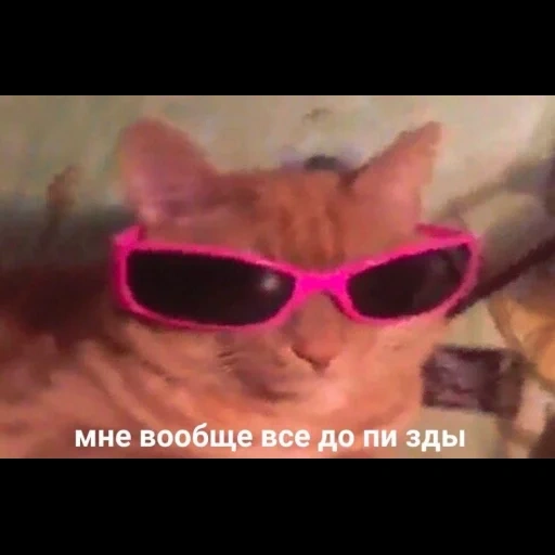 салтыкова, кот в розовых очках, мемы с котами, котик