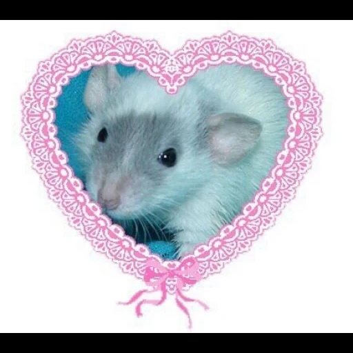 валентинки с крысами, животные милые, сердце крысы, хомячки, крыса милая