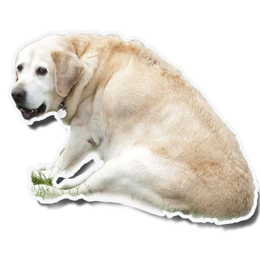 labrador, labrador, labrador retriever, labrador retriever fat