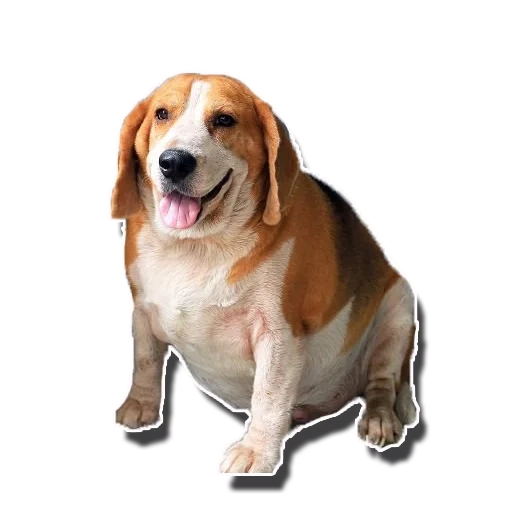 cão, beagle, beagle, beagle fat, cachorro sorridente