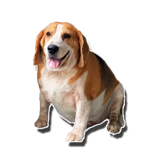 anjing, bigl dog, bigl breed dog, bigl anjing itu tebal, anjing tersenyum beagle