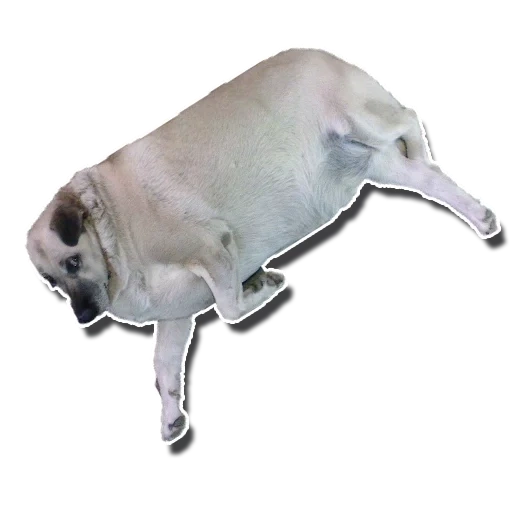 cat, animals, animal image, animal cow, fat dog has no background