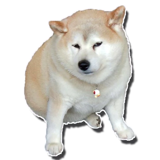 dog, akita inu, akita rock, akita dog, akita dog breed