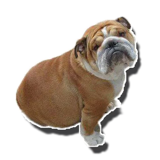 bulldog, english bulldog, bulldog anglais, chien bulldog anglais, race de bouledogue anglais