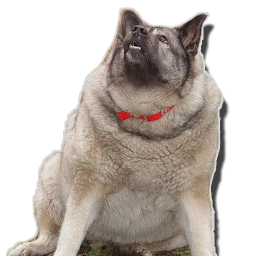 breed pug, pug anjing, anjing akita, pug duduk, gembala gembala asia tengah karagush