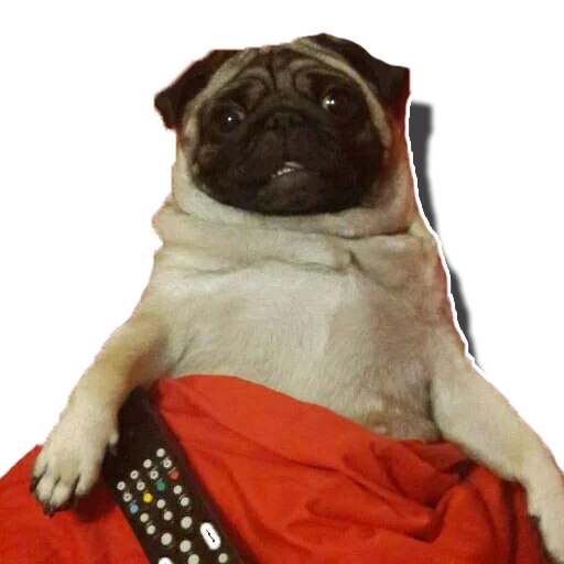 haba dog, haba cão lenya, haba pug pug, haba dog leonid, cão haba