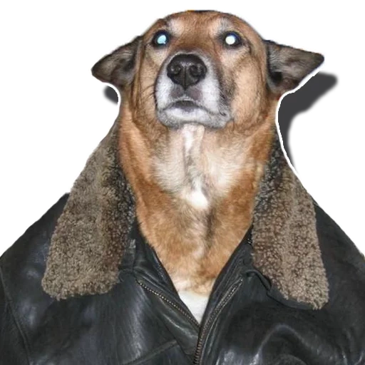 dog, dog, fat dog, dog jacket, leather dog