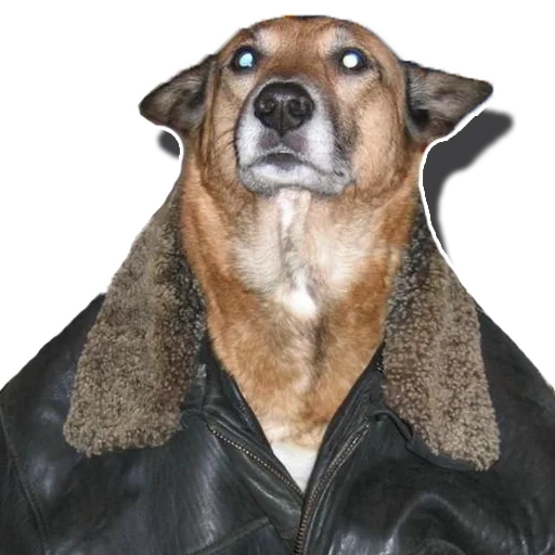 hund, hund hund, fetter hund, hundejacke, der hund ist leder