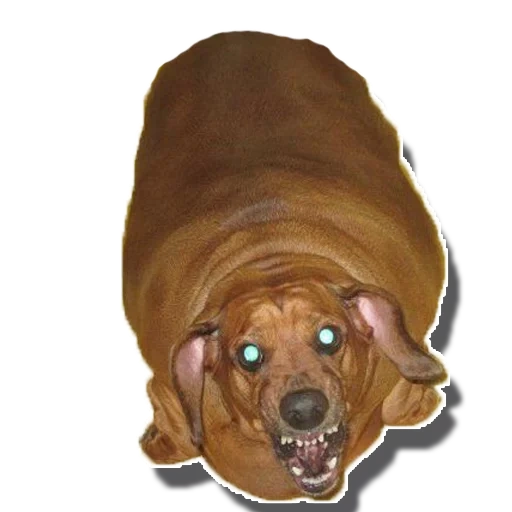 peso di bassotti, bassotto, dachshund grasso, dachshund grasso, il cane del bassotto è denso