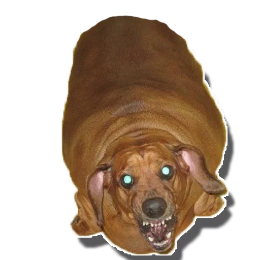 berat dachshund, dachshund, fat dachshund, fat dachshund, anjing dachshund tebal