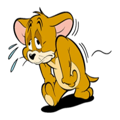 tom jerry, jerry mouse, jerry mouse, jerry la petite souris, jerry cartoon tom jerry