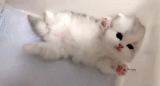 gato, gatito, gatito blanco, lindo sello peludo, gatito encantador