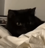 кот, кошка, котики, кошечка, черный кот