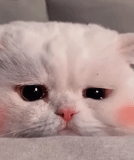 katze, weinende katze, traurige katze, süße katzen sind lustig, eine sehr traurige katze