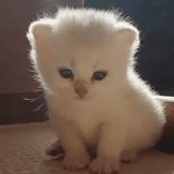 fluffy, white kitten, fluffy kitten, charming kittens, scottish kittens straight white