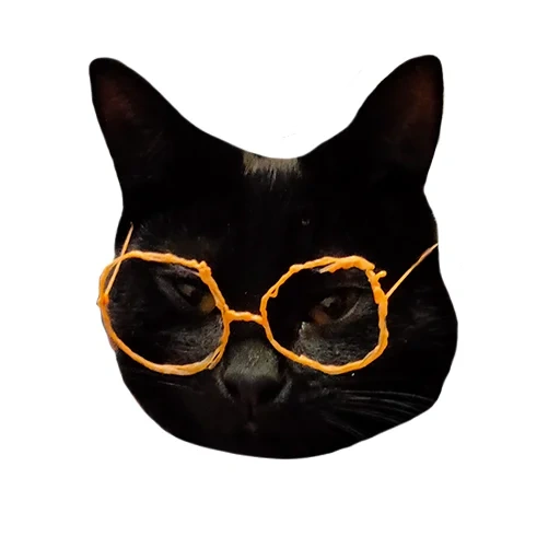 кот, кот солнцезащитных очках