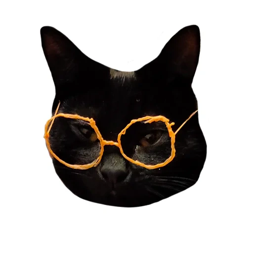 die katze, sonnenbrille für katzen