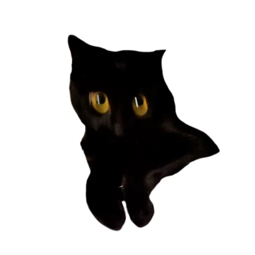 chat noir, chat noir, cat noir psd, la silhouette d'un chat noir, le chat regarde la silhouette