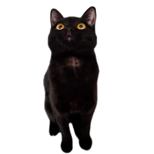 cat, the cat is black, black cat, bombay cat, bombay breed cat