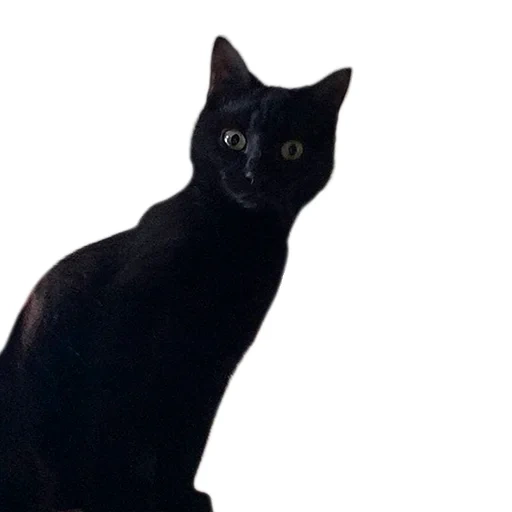 die katzen, the black cat, the black cat, die katze von bombay, schwarze glatte haarige katze