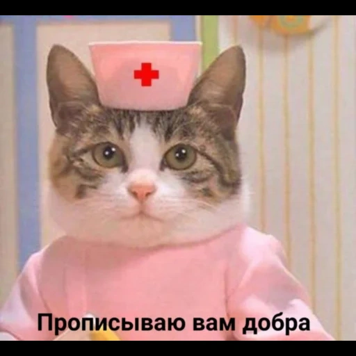 кот доктор, доктор котик, кошка доктор, кот медсестра, доктор кот мем