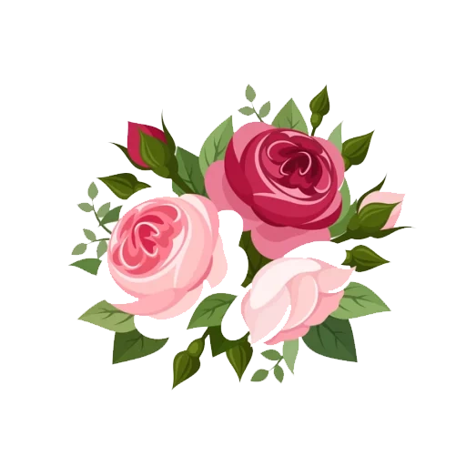 pink roses, rose vector, pink roses, rose illustration, high quality chinese rose carrier