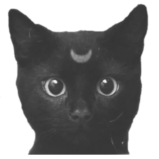 кот, кошка, black cat, кот черный, чёрная кошечка