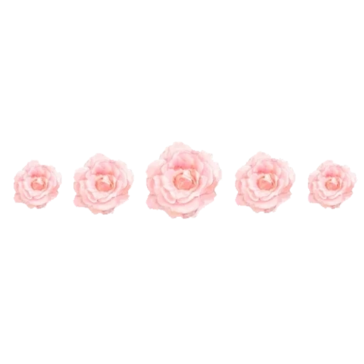 розы розовые, цветы розовые, розовые пионы, розы наклейки, маленькие цветочки розовом фоне
