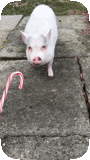 porcin, cochon, cochon, cochon, pig mini pig
