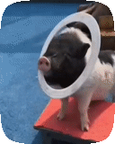 piggy, babi, minipig, pigue, hewan hewan itu lucu