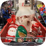 chat, nourriture au magasin, cochon chien, shopping grryushka, shopping animal