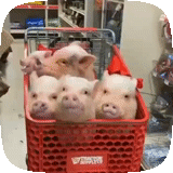 piggy, porco, porco, compras de grryushka, porco porco