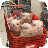 porco, porco, mini porco, pugo, porco animal