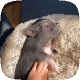 selfie, animal, cerdo, ratón apasionado, roedores